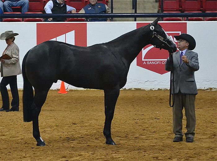 Double L Acres' DC Legacy, APHA/AQHA Halter Horse, World Champion Producer